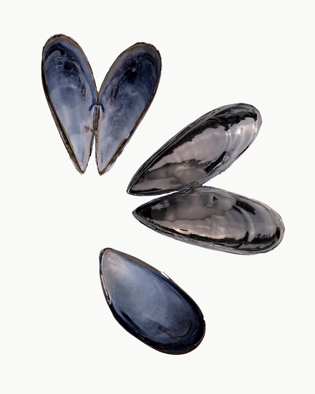 Queen & King of Mussels