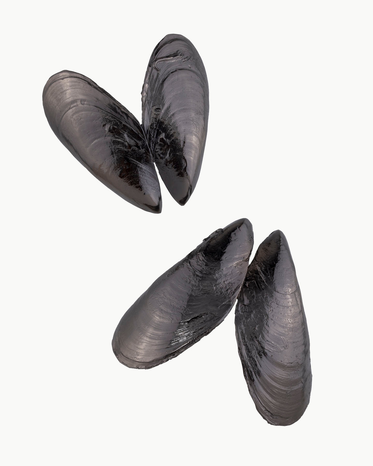 Queen & King of Mussels